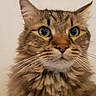 Chewbacca participe au concours pour gagner de l'argent avec cette photo : cat, tabby, fluffy, green_eyes, whiskers, pet, animal, indoor, closeup, fur, face, portrait, cute, domestic_cat, mammal, feline, alert, looking, ears, nose