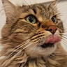 cat, tabby_cat, close_up, fluffy, green_eyes, whiskers, tongue_out, pet, animal, feline, cute, indoor, fur, portrait, muzzle, ears, nose, soft_light, domestic_cat, expression