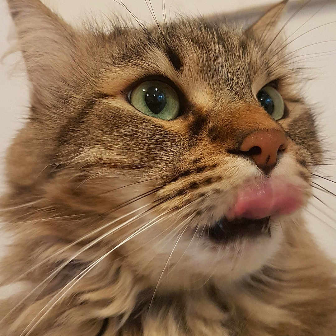 Chewbacca participe au concours pour gagner de l'argent avec cette photo : cat, tabby_cat, close_up, fluffy, green_eyes, whiskers, tongue_out, pet, animal, feline, cute, indoor, fur, portrait, muzzle, ears, nose, soft_light, domestic_cat, expression