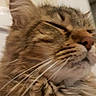 cat, tabby, close_up, fluffy, whiskers, fur, pet, animal, sleepy, relaxed, domestic_cat, mammal, indoor, face, cute, feline, portrait, soft, calm, closeup