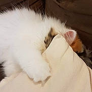 Waffle participe au concours pour gagner de l'argent avec cette photo : cat, fluffy, white, calico, pillow, couch, brown, hiding, playful, nap, pet, indoor, feline, cute, fur, resting, cozy, animal, soft, relaxing