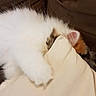 animal, brown, calico, cat, couch, cozy, cute, feline, fluffy, fur, hiding, indoor, nap, pet, pillow, playful, relaxing, resting, soft, white
