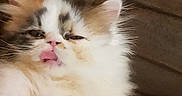 Waffle participe au concours pour gagner de l'argent avec cette photo : kitten, cat, calico, fluffy, pet, animal, tongue_out, cute, indoor, couch, feline, relaxing, fur, small_animal, whiskers, paw, sleepy, young, domestic_cat, mammal