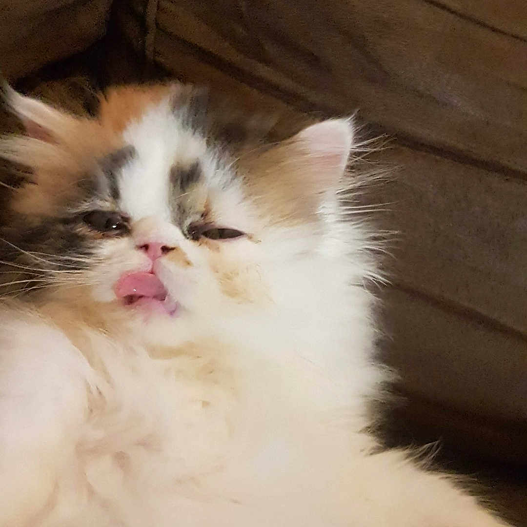 Waffle participe au concours pour gagner de l'argent avec cette photo : kitten, cat, calico, fluffy, pet, animal, tongue_out, cute, indoor, couch, feline, relaxing, fur, small_animal, whiskers, paw, sleepy, young, domestic_cat, mammal