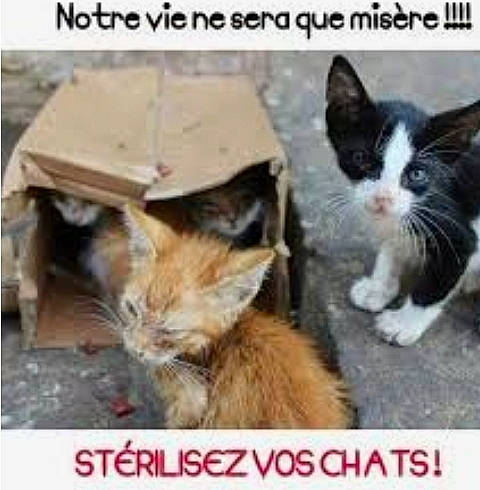 Misère participe au concours pour gagner de l'argent avec cette photo : adaptation, carnivore, cat, dog_breed, domestic_short_haired_cat, event, fawn, felidae, font, fur, organism, paw, photo_caption, photograph, small_to_medium_sized_cats, snapshot, snout, tail, terrestrial_animal, whiskers