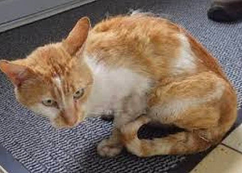 Misère participe au concours pour gagner de l'argent avec cette photo : carnivore, cat, claw, domestic_short_haired_cat, fawn, felidae, fur, paw, small_to_medium_sized_cats, snout, tail, terrestrial_animal, whiskers, wildlife