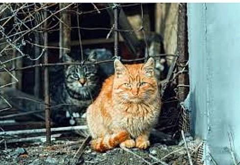 Misère participe au concours pour gagner de l'argent avec cette photo : adaptation, animal_shelter, carnivore, cat, domestic_short_haired_cat, fawn, felidae, fur, grass, photo_caption, small_to_medium_sized_cats, snout, soil, tail, terrestrial_animal, trunk, whiskers, wildlife, winter, wood