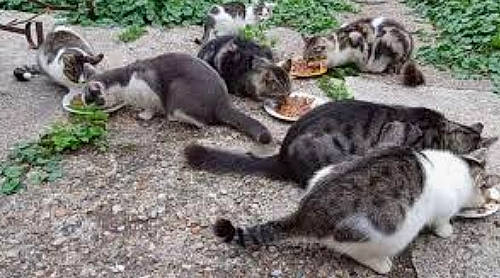 Misère a rejoint le concours — aidez-le/la à gagner de superbes lots ! carnivore, cat, domestic_short_haired_cat, felidae, fur, grass, mammal, plant, small_to_medium_sized_cats, snout, tail, terrestrial_animal, vertebrate, whiskers, wildlife