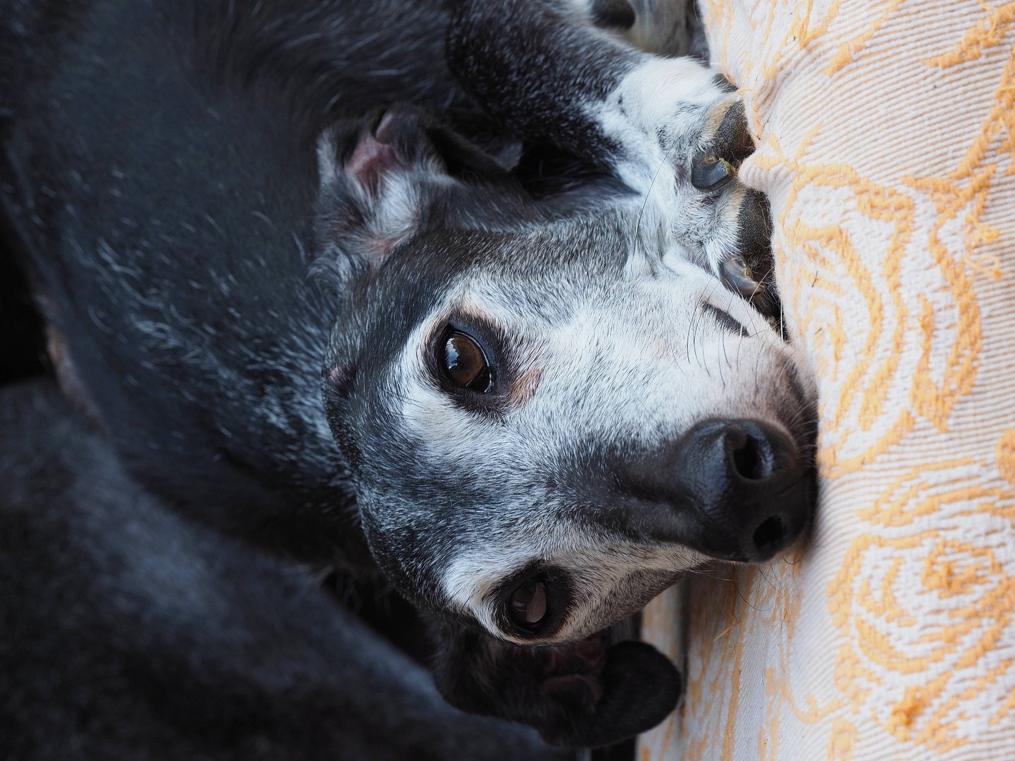 Tukito a rejoint le concours — aidez-le/la à gagner de superbes lots ! art, canidae, carnivore, close_up, dog, dog_breed, fur, grey, metal, non_sporting_group, plant, snout, sporting_group, street_dog, terrestrial_animal, tree, whiskers, wildlife, window, working_animal