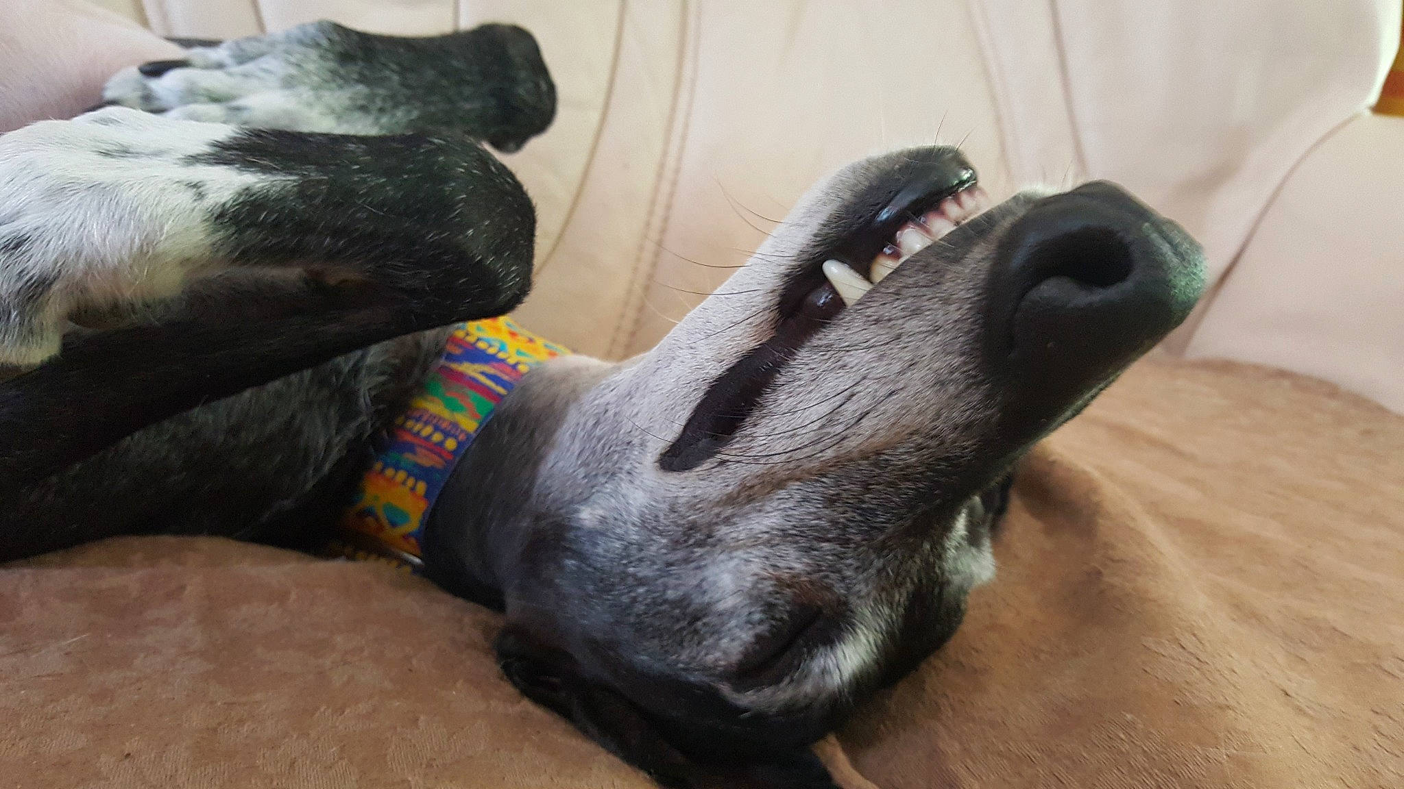 Tukito a rejoint le concours — aidez-le/la à gagner de superbes lots ! carnivore, comfort, companion_dog, dog, dog_breed, fawn, flooring, foot, fur, grey, guard_dog, hardwood, human_leg, nail, paw, tail, toe, whiskers, wood, working_animal