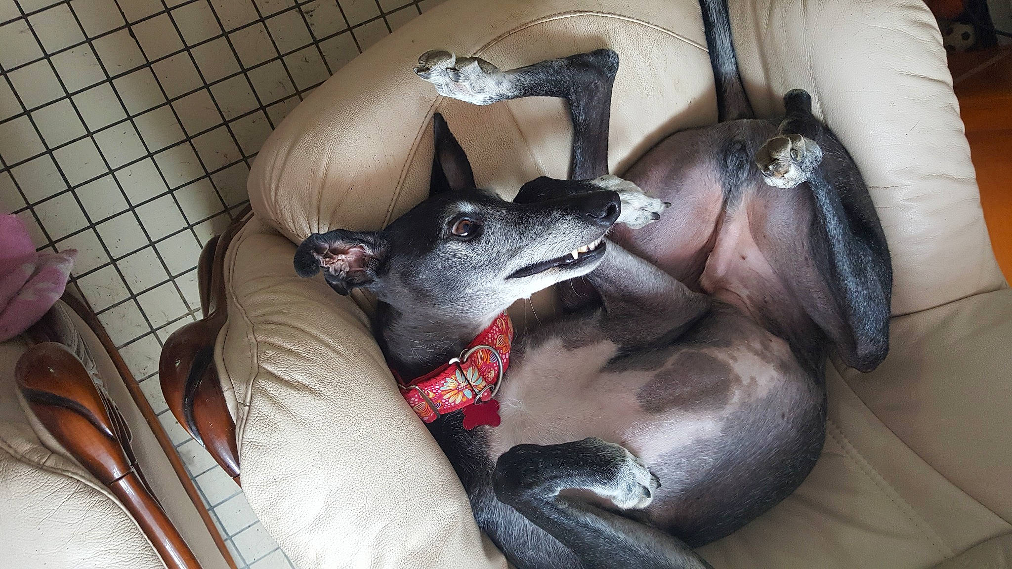 Tukito participe au concours pour gagner de l'argent avec cette photo : canidae, carnivore, collar, comfort, companion_dog, dog, dog_breed, dog_supply, ear, fawn, grey, guard_dog, magyar_agar, mammal, rampur_greyhound, sighthound, snout, sporting_group, whiskers, working_animal