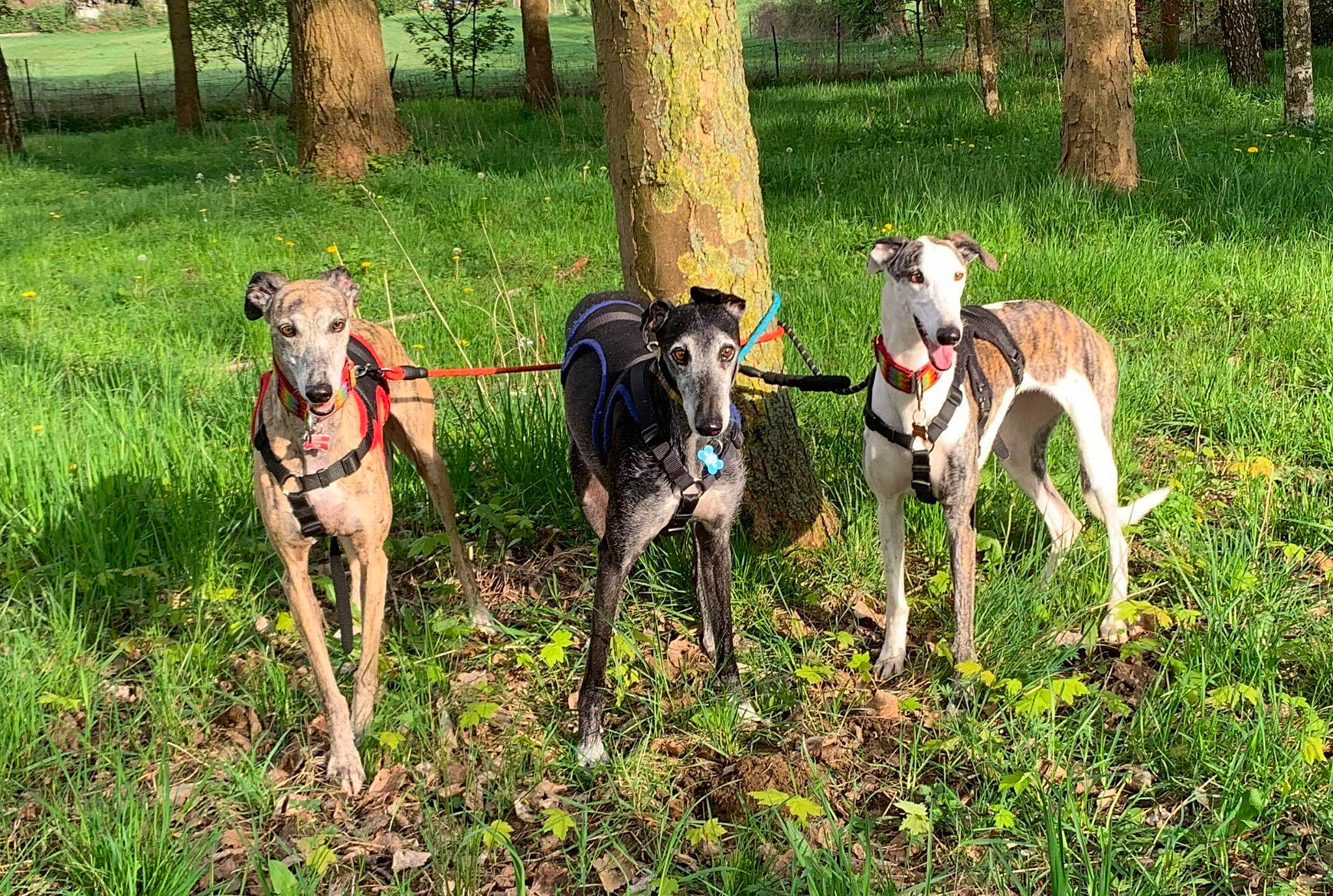 Joy participe au concours pour gagner de l'argent avec cette photo : animal_sports, canidae, carnivore, dog, dog_breed, fawn, galgo_espanol, greyhound, hortaya_borzaya, italian_greyhound, lurcher, magyar_agar, mammal, mudhol_hound, plant, polish_greyhound, sighthound, sloughi, vertebrate, whippet