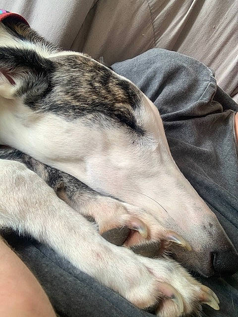 Joy participe au concours pour gagner de l'argent avec cette photo : canidae, carnivore, dog, dog_breed, galgo_espanol, greyhound, hortaya_borzaya, italian_greyhound, lurcher, magyar_agar, mammal, polish_greyhound, sighthound, silken_windhound, sleep, sloughi, snout, vertebrate, whippet, whiskers