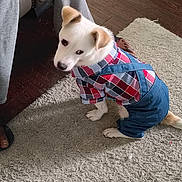 Midas is registered to the contest to win money with this photo: dog, white_dog, clothing, overalls, plaid_shirt, carpet, indoor, pet, animal, floor, person, legs, footwear, casual, looking_away, seated, curious, domestic, home, cute