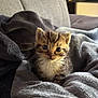 animal, blanket, cat, closeup, comfort, couch, cozy, cute, eyes, feline, fur, indoor, kitten, pet, relaxing, small, soft, tabby, whiskers, young