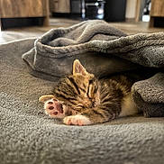 Urus a rejoint le concours — aidez-le/la à gagner de superbes lots ! animal, blanket, cat, close_up, comfort, cozy, cute, fur, furniture, home, indoor, kitten, paw, pet, relaxed, resting, sleeping, soft_texture, tabby, wood_floor