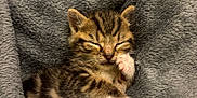 Urus a rejoint le concours — aidez-le/la à gagner de superbes lots ! adorable, animal, blanket, cat, cozy, cute, fur, furry, indoor, kitten, mammal, paw, pet, resting, sleeping, small, soft, tabby, whiskers, young