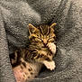adorable, animal, blanket, cat, cozy, cute, fur, furry, indoor, kitten, mammal, paw, pet, resting, sleeping, small, soft, tabby, whiskers, young