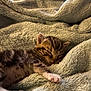 animal, blanket, cat, closeup, comfort, cozy, cute, domestic, fur, furry, indoor, kitten, nap, pet, relaxation, resting, sleeping, small, soft, warm