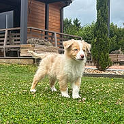 Asco a rejoint le concours — aidez-le/la à gagner de superbes lots ! animal, background, canine, cloudy_sky, curious, cute, dog, flower, fur, grass, greenery, house, lawn, nature, outdoor, pet, porch, puppy, standing, young_dog