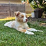 Asco a rejoint le concours — aidez-le/la à gagner de superbes lots ! animal, blue_eyes, canine, daylight, dog, ears, fence, fur, garden, grass, leaf, nature, outdoor, pet, plant, puppy, relaxing, snout, sunlight, young