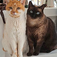 Moschy a rejoint le concours — aidez-le/la à gagner de superbes lots ! cat, orange_cat, brown_cat, pets, indoor, feline, shelf, blue_eyes, fur, whiskers, animal, domestic_animal, person, gray_hair, home_interior, lamp, window, curtains, furniture, relaxed