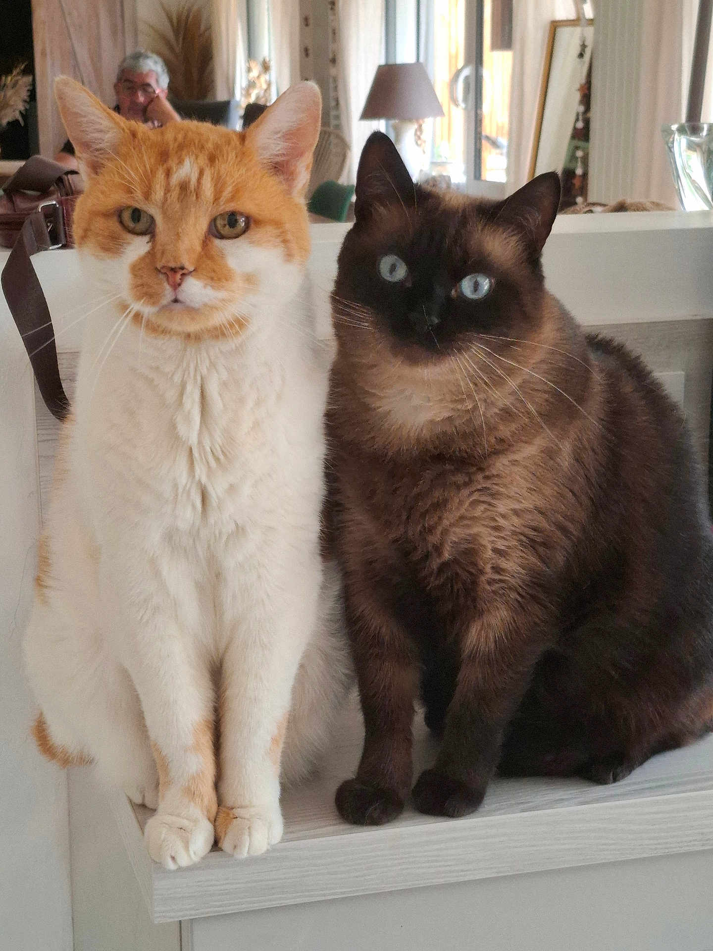 Moschy a rejoint le concours — aidez-le/la à gagner de superbes lots ! cat, orange_cat, brown_cat, pets, indoor, feline, shelf, blue_eyes, fur, whiskers, animal, domestic_animal, person, gray_hair, home_interior, lamp, window, curtains, furniture, relaxed