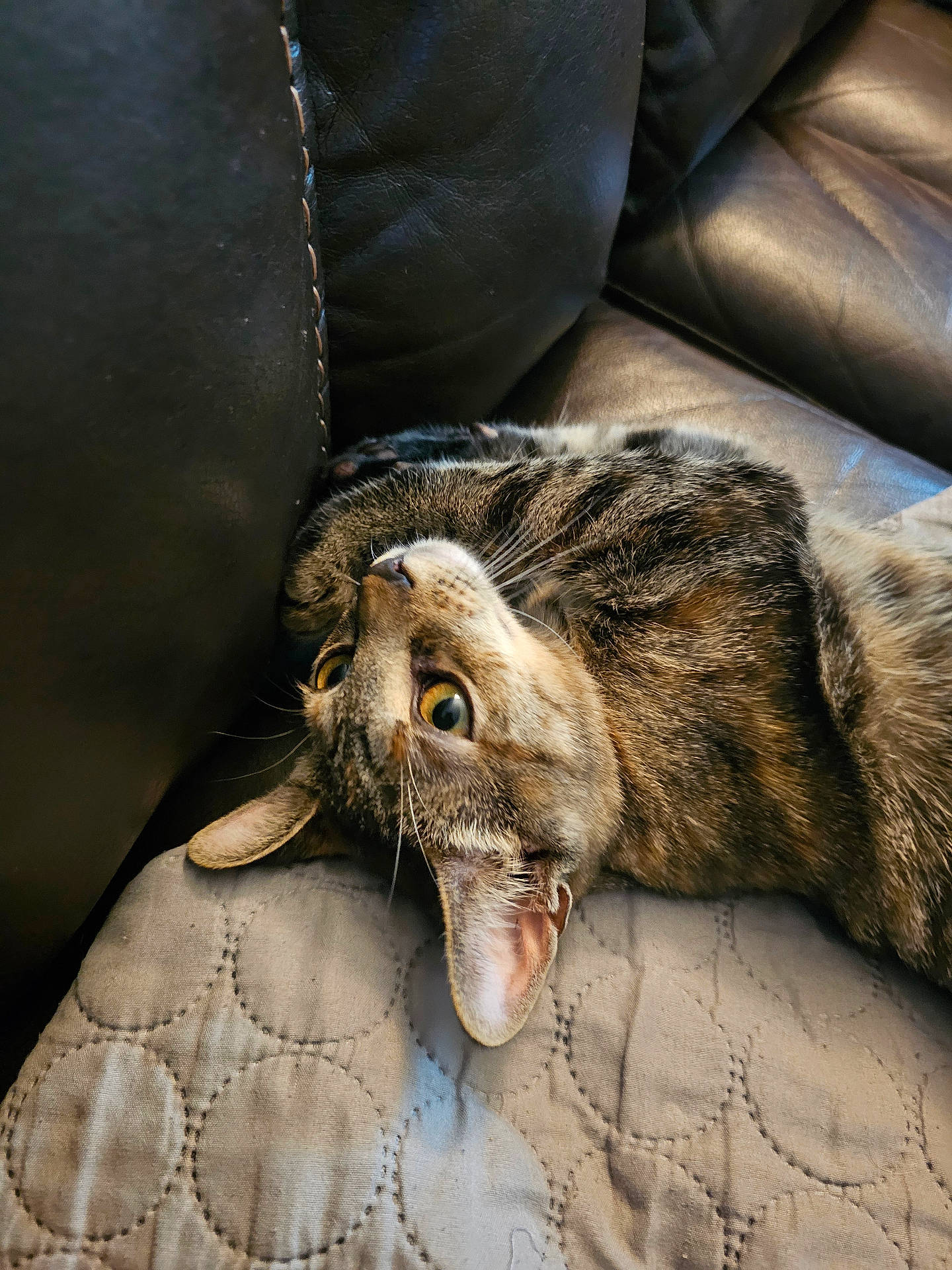 Cupcake joined the competition — help win amazing prizes! abyssinian, animal, architecture, armchair, blanket, bodypart, building, cat, chair, couch, cushion, egyptiancat, furniture, homedecor, kitten, manx, mouth, person, pet, sleeping