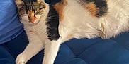 Wicket participe au concours pour gagner de l'argent avec cette photo : animal, blue, calico, cat, comfort, cozy, cushion, cute, domestic, feline, fur, indoor, mammal, paw, pet, relaxed, resting, sleeping, soft, whiskers