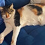 animal, blue, calico, cat, comfort, cozy, cushion, cute, domestic, feline, fur, indoor, mammal, paw, pet, relaxed, resting, sleeping, soft, whiskers