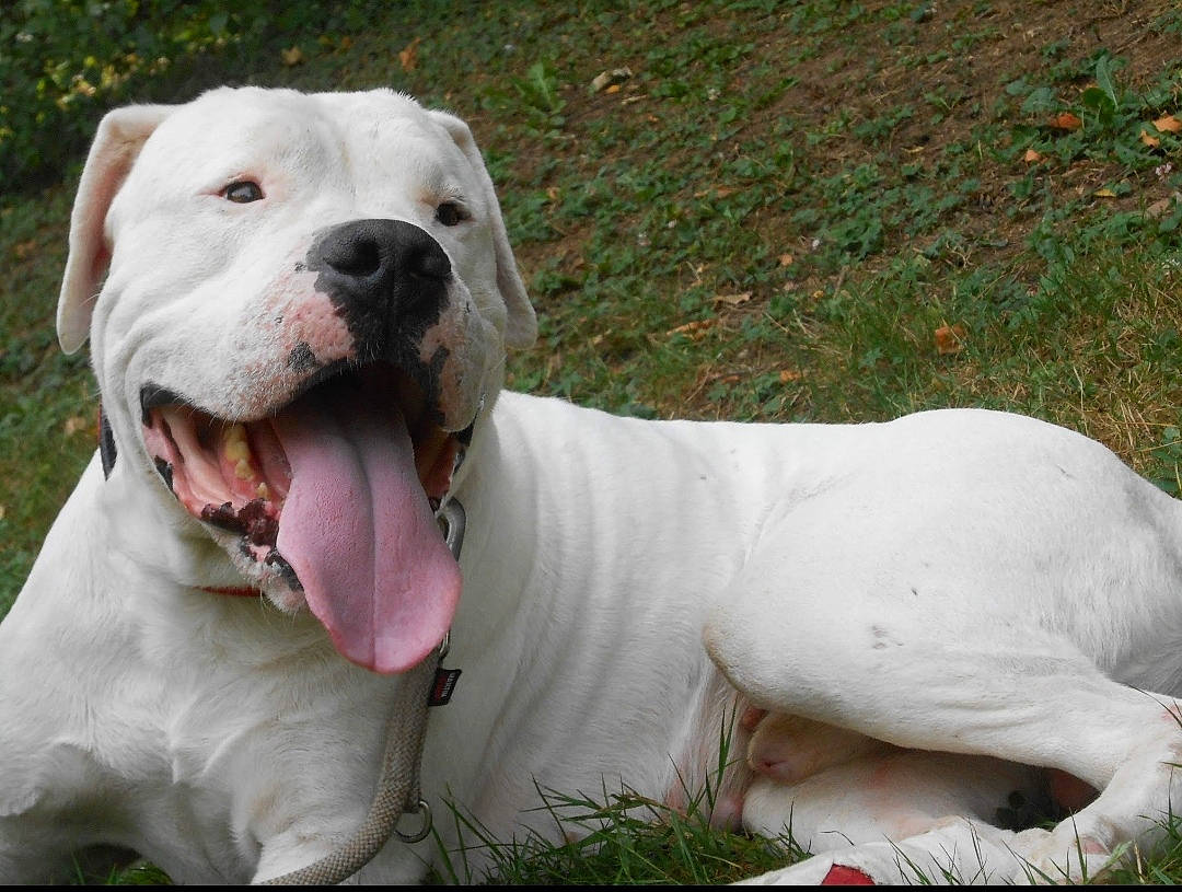 Diego participe au concours pour gagner de l'argent avec cette photo : ancient_dog_breeds, bulldog, carnivore, collar, companion_dog, dog, dog_breed, dog_collar, dog_supply, fawn, grass, pet_supply, plant, snout, sporting_group, terrestrial_animal, whiskers, working_animal, working_dog, wrinkle