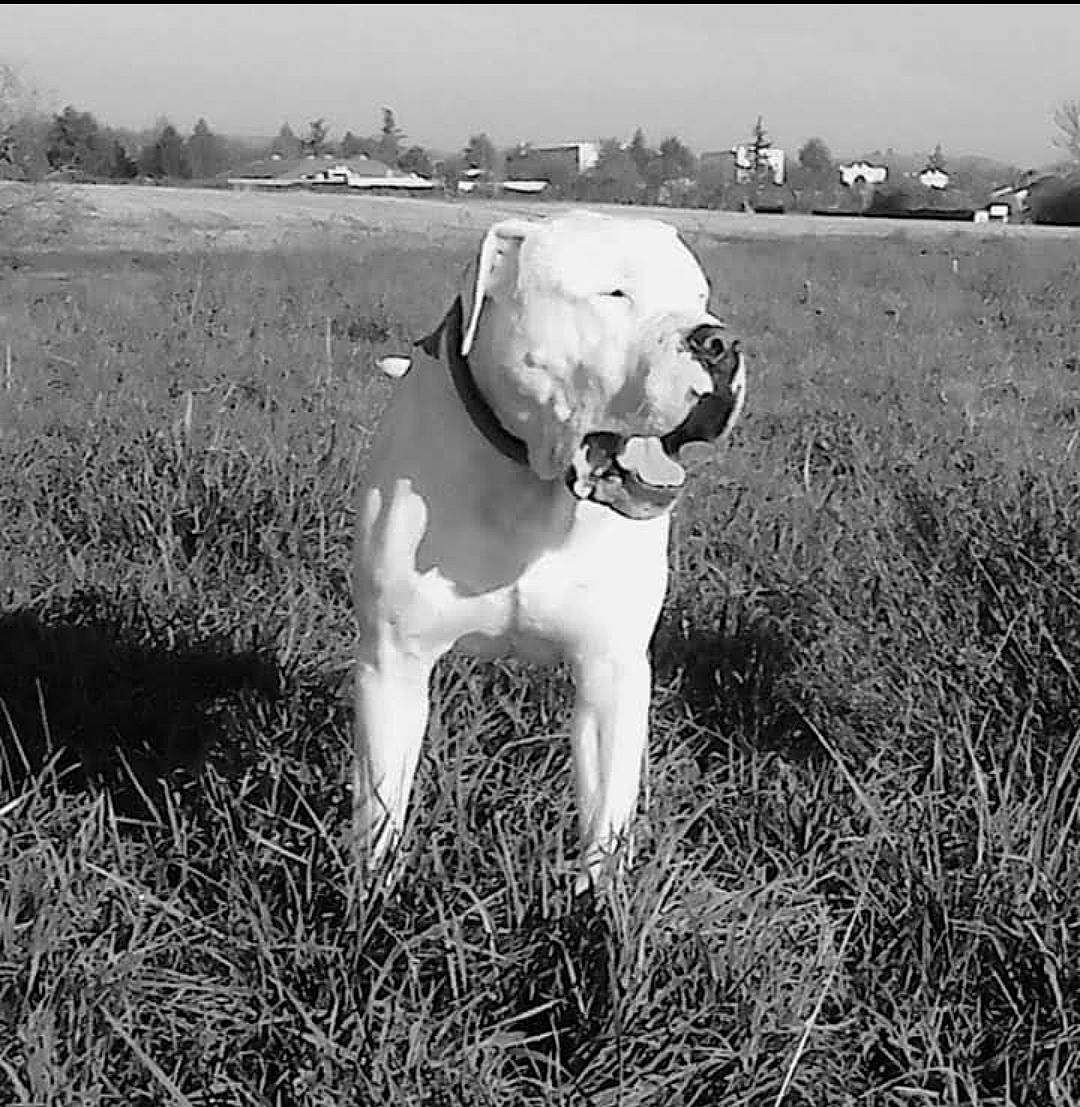Diego a rejoint le concours — aidez-le/la à gagner de superbes lots ! black_and_white, building, carnivore, collar, companion_dog, dog, dog_breed, dog_collar, fawn, grass, grassland, happy, monochrome, monochrome_photography, plant, sky, snout, style, tree, working_animal