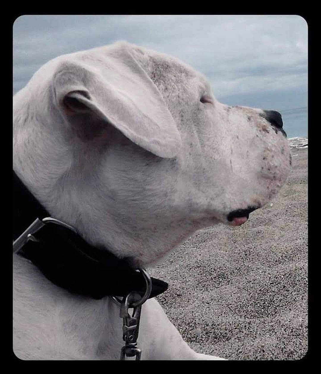 Diego a rejoint le concours — aidez-le/la à gagner de superbes lots ! black_and_white, carnivore, cloud, collar, companion_dog, dog, dog_breed, dog_collar, happy, jaw, leash, monochrome, monochrome_photography, pet_supply, rectangle, sky, snout, style, whiskers, working_animal