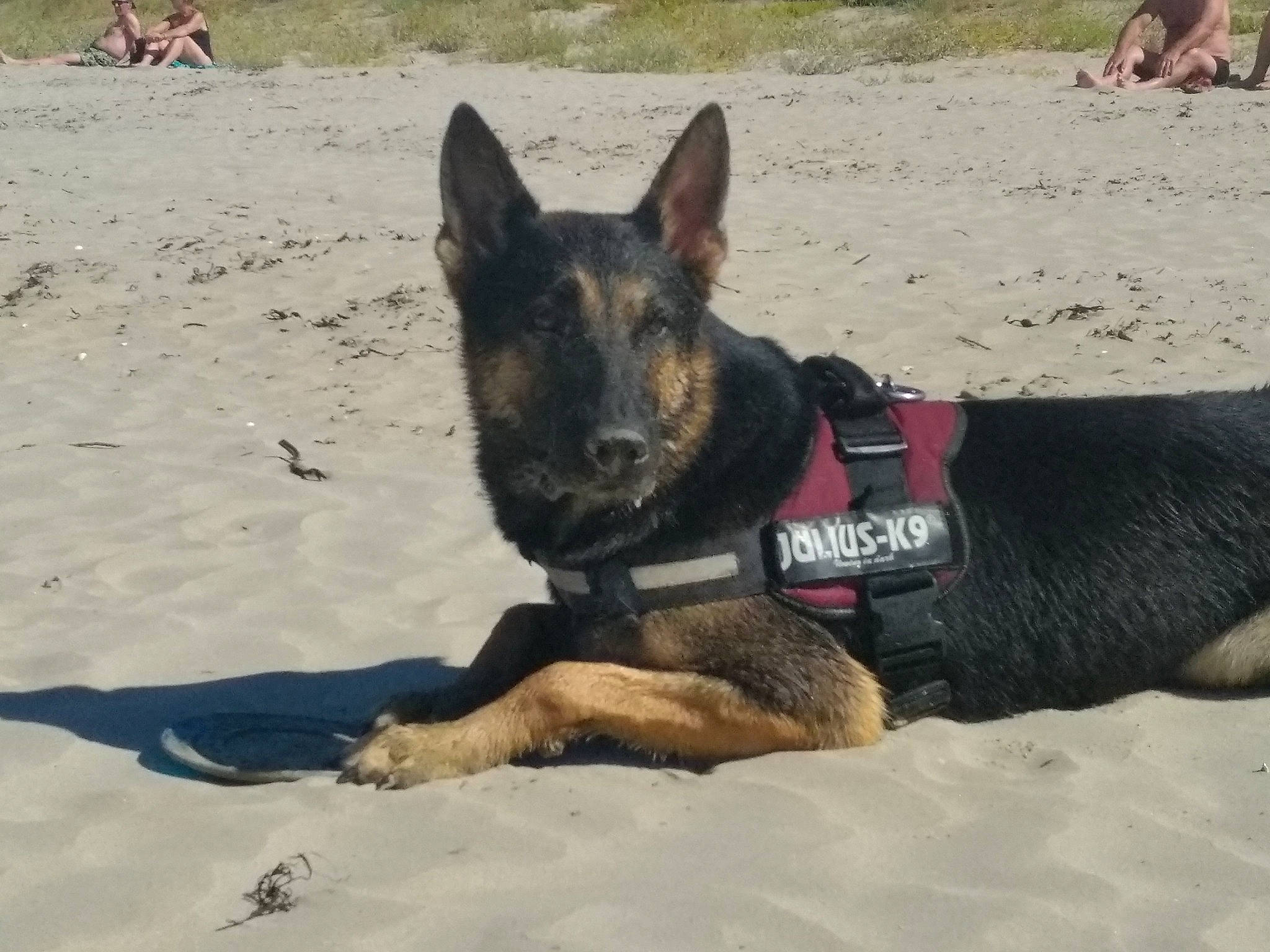 Maïko participe au concours pour gagner de l'argent avec cette photo : beach, canidae, canis, carnivore, dog, dog_breed, east_european_shepherd, fawn, german_shepherd_dog, guard_dog, herding_dog, king_shepherd, old_german_shepherd_dog, sand, snout, sporting_group, terrestrial_animal, wildlife, working_animal, working_dog