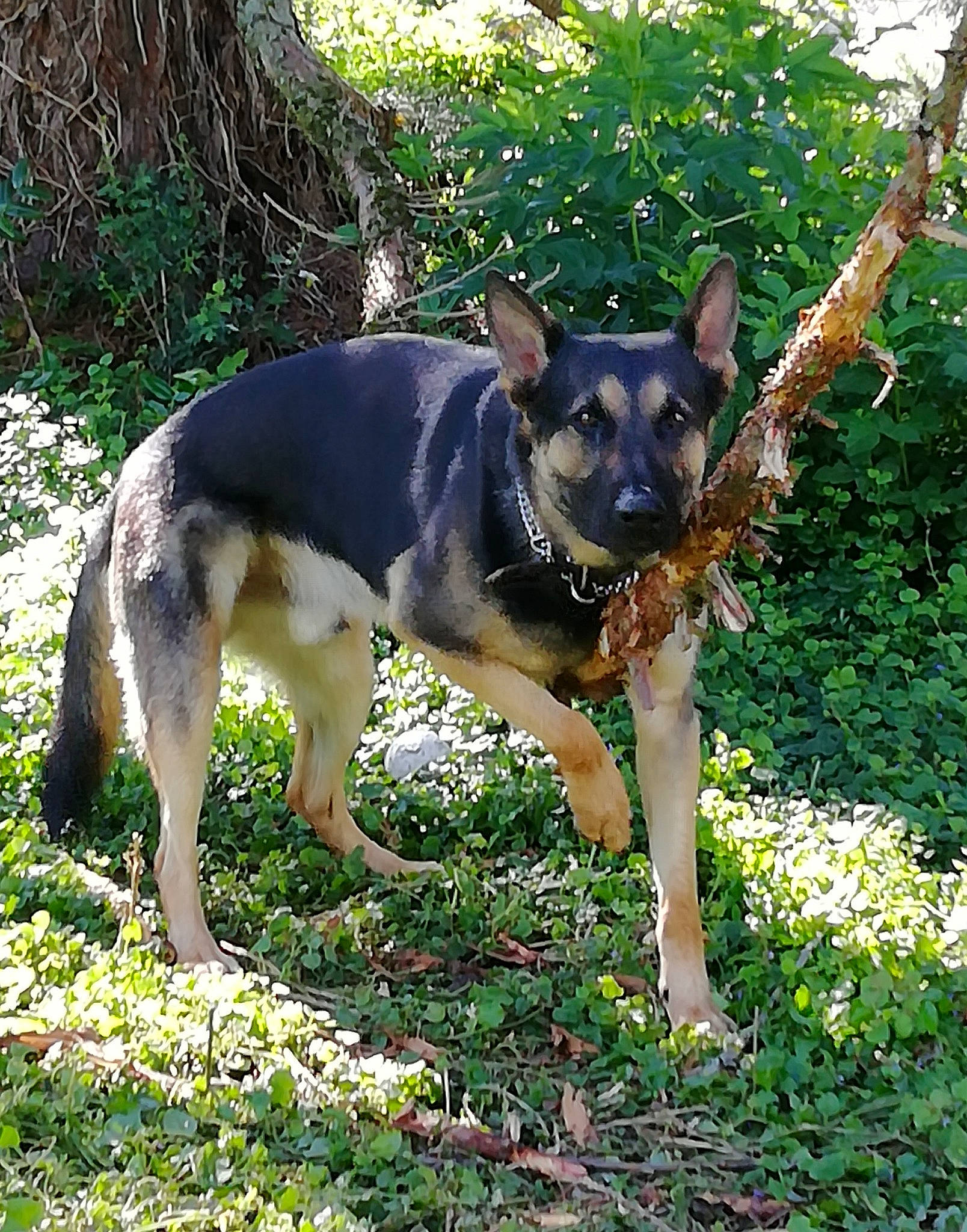 Maiko participe au concours pour gagner de l'argent avec cette photo : canidae, carnivore, companion_dog, dog, dog_breed, dog_supply, fawn, german_shepherd_dog, grass, groundcover, herding_dog, plant, recreation, sporting_group, working_animal, working_dog