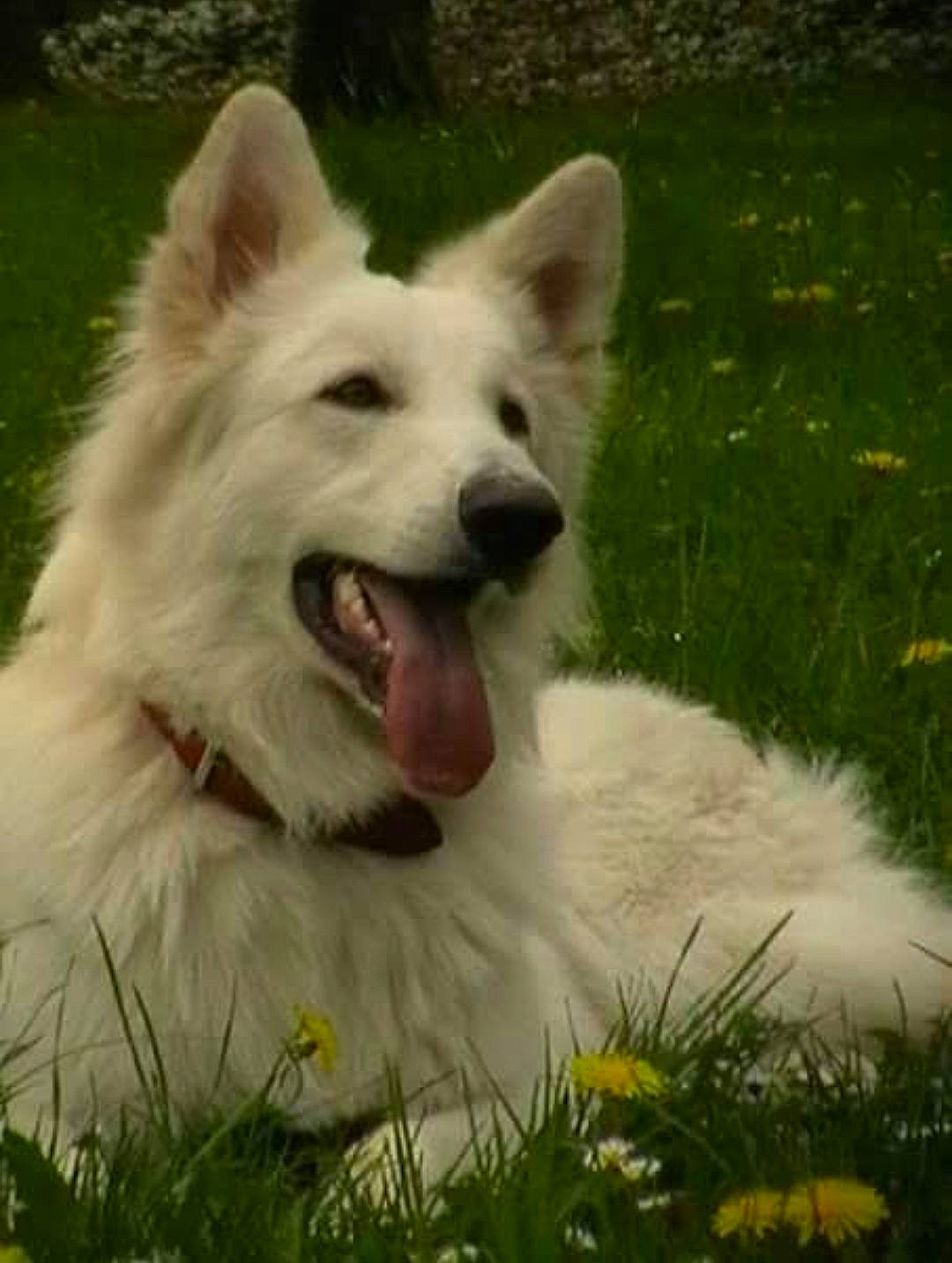 Apache  participe au concours pour gagner de l'argent avec cette photo : ancient_dog_breeds, canidae, carnivore, collar, companion_dog, dog, dog_breed, fang, fur, grass, happy, jaw, plant, shout, snout, sporting_group, terrestrial_animal, whiskers, working_animal, working_dog