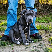 Bohême a rejoint le concours — aidez-le/la à gagner de superbes lots ! dog, puppy, canine, gray_dog, sitting, harness, outdoor, forest, woodland, grass, dirt, nature, sunlight, trees, person, jeans, shoes, portrait, pet, animal