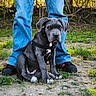 dog, puppy, canine, gray_dog, sitting, harness, outdoor, forest, woodland, grass, dirt, nature, sunlight, trees, person, jeans, shoes, portrait, pet, animal