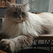 Timon participe au concours pour gagner de l'argent avec cette photo : cat, long_fur, fluffy, indoor, table, paw, close_up, portrait, whiskers, domestic_cat, feline, wooden_table, tile_floor, vase, plant, living_room, relaxed, pet, gray_fur, home_decor