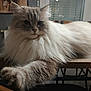 cat, long_fur, fluffy, indoor, table, paw, close_up, portrait, whiskers, domestic_cat, feline, wooden_table, tile_floor, vase, plant, living_room, relaxed, pet, gray_fur, home_decor