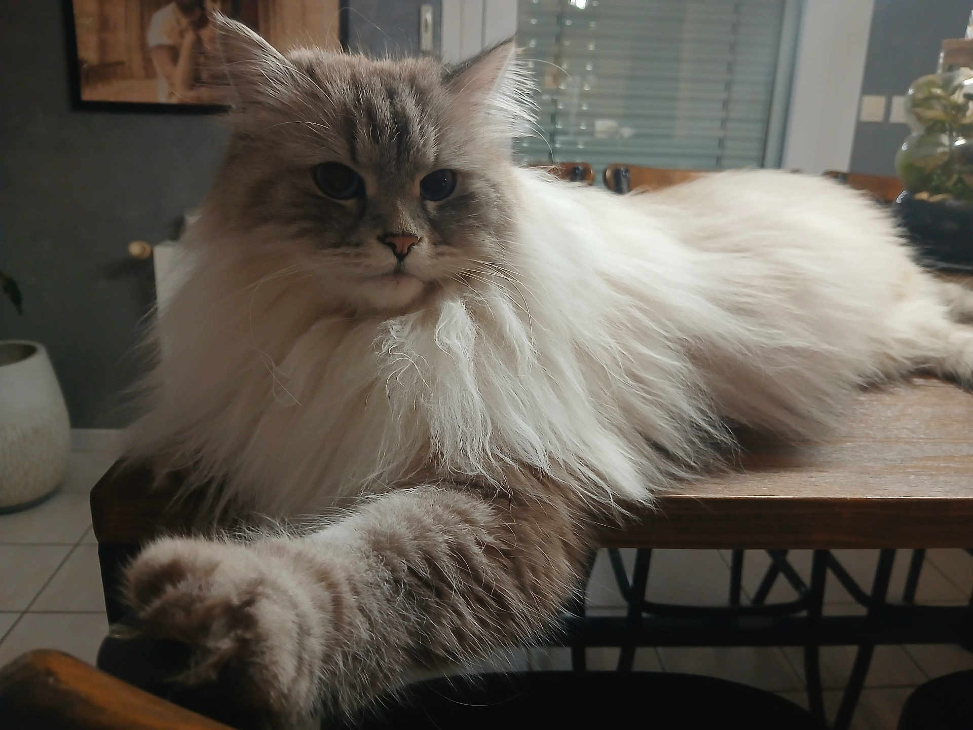 Timon participe au concours pour gagner de l'argent avec cette photo : cat, long_fur, fluffy, indoor, table, paw, close_up, portrait, whiskers, domestic_cat, feline, wooden_table, tile_floor, vase, plant, living_room, relaxed, pet, gray_fur, home_decor