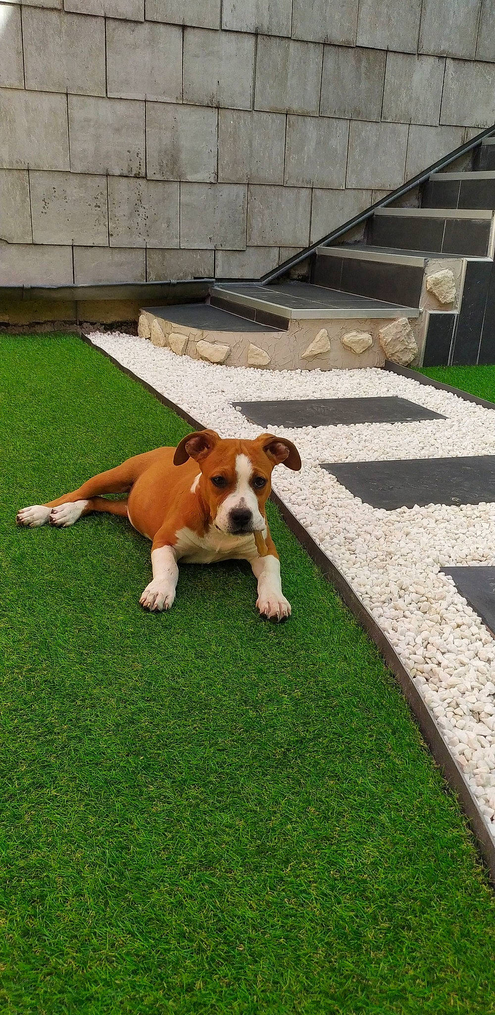 Roxy participe au concours pour gagner de l'argent avec cette photo : american_staffordshire_terrier, artificial_turf, australian_bulldog, boxer, canidae, carnivore, companion_dog, dog, dog_breed, fawn, flooring, grass, lawn, mammal, non_sporting_group, sporting_group, vertebrate
