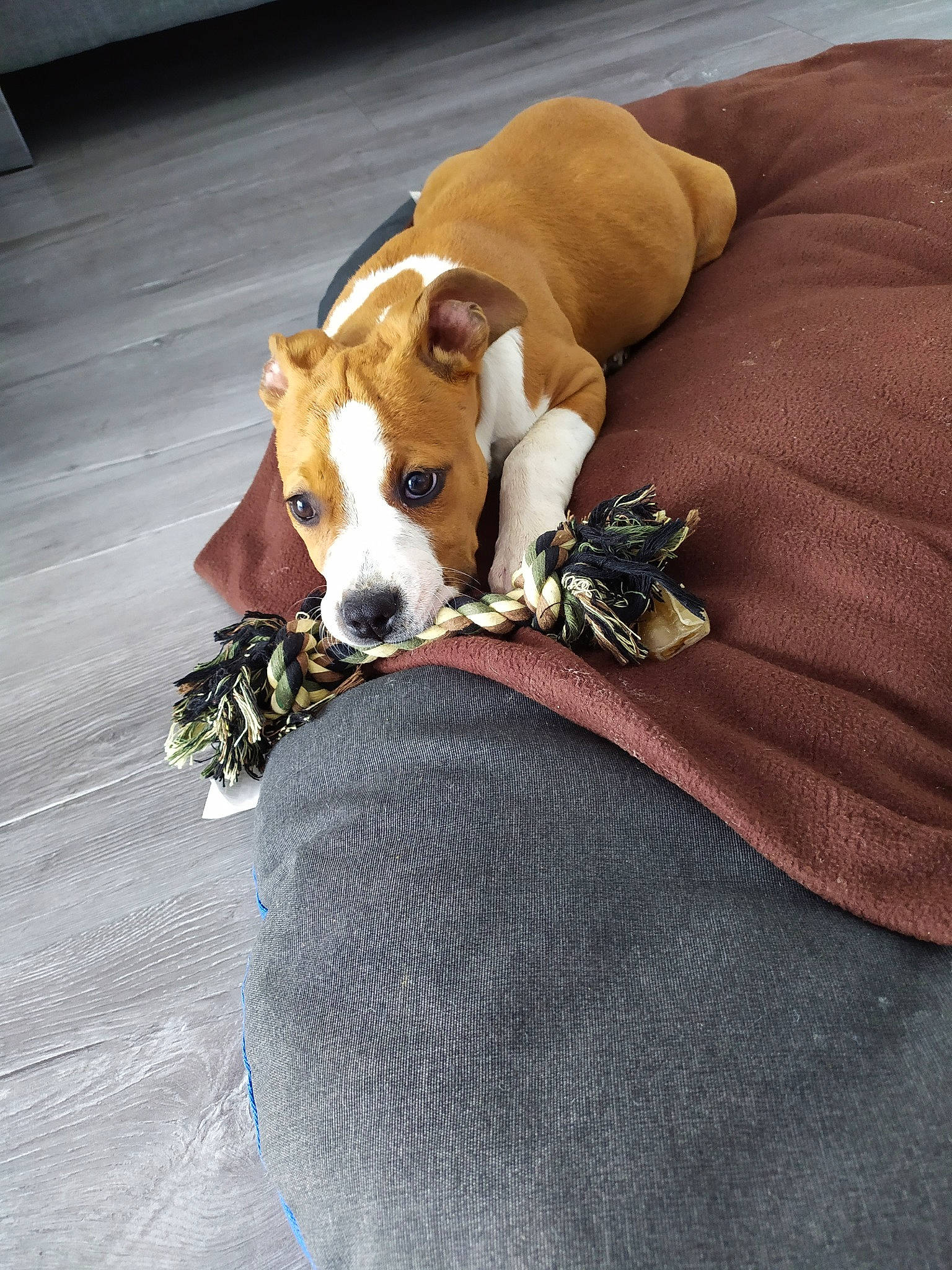 Roxy participe au concours pour gagner de l'argent avec cette photo : american_staffordshire_terrier, canidae, carnivore, companion_dog, dog, dog_breed, fawn, mammal, non_sporting_group, paw, puppy