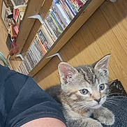 Peanut Butter is registered to the contest to win money with this photo: kitten, cat, animal, pet, fur, whiskers, ears, person, arm, sleeve, wood_floor, dvd_shelf, shelf, stacked_dvds, indoor, close_up, curious, resting, cozy, casual