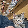 kitten, cat, animal, pet, fur, whiskers, ears, person, arm, sleeve, wood_floor, dvd_shelf, shelf, stacked_dvds, indoor, close_up, curious, resting, cozy, casual