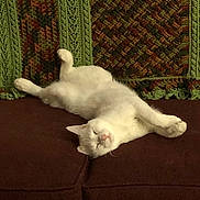 Dickens joined the competition — help win amazing prizes! cat, white_cat, sleeping, relaxing, couch, furniture, knitted_blanket, cozy, indoor, pet, animal, resting, fluffy, calm, domestic_cat, feline, soft, cute, lazy, home