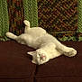 cat, white_cat, sleeping, relaxing, couch, furniture, knitted_blanket, cozy, indoor, pet, animal, resting, fluffy, calm, domestic_cat, feline, soft, cute, lazy, home