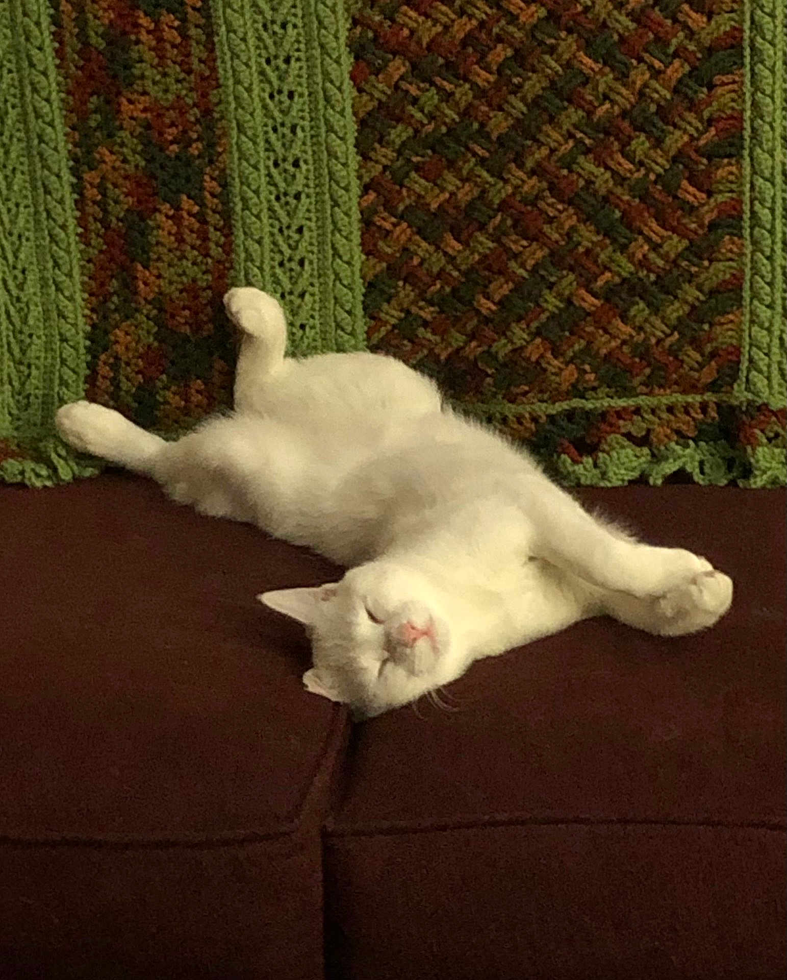 Dickens joined the competition — help win amazing prizes! cat, white_cat, sleeping, relaxing, couch, furniture, knitted_blanket, cozy, indoor, pet, animal, resting, fluffy, calm, domestic_cat, feline, soft, cute, lazy, home