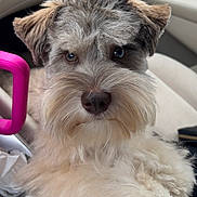 Charlie Bear is registered to the contest to win money with this photo: adorable, animal, beard, brown_eyes, canine, car_interior, close_up, companion, curious, cute, dog, fluffy, fur, furry, groomed, indoor, pet, portrait, seat, sitting