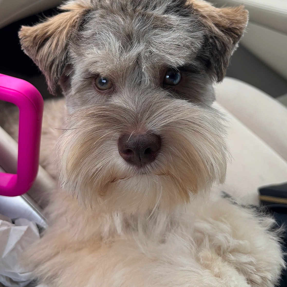 Charlie Bear